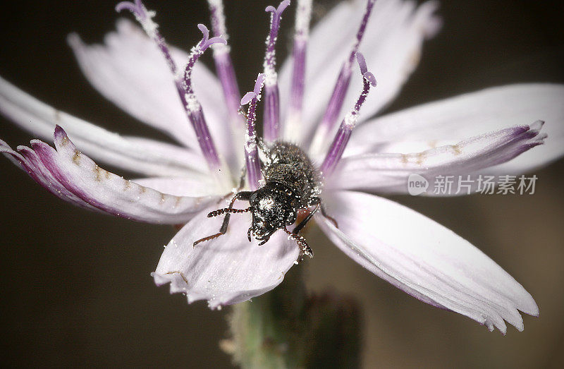 软翅花甲虫(鞘翅目;美洲蝇科(Stephanomeria diegensis)